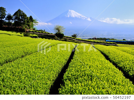 Tea field and Mt. Fuji-3655 50452197