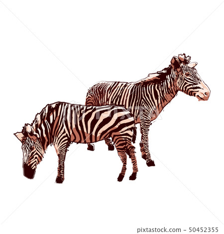 Two standing zebras drawn in the technique of rough brush. 50452355