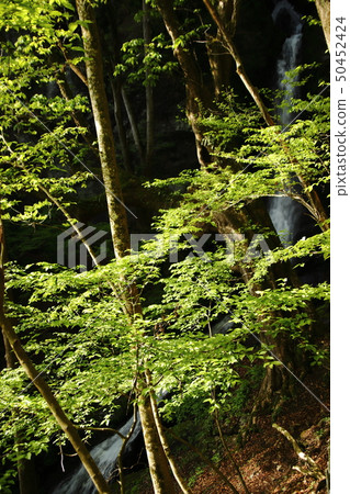 Fresh green Chichibu Fudo waterfall Fresh green Chichibu Fudo waterfall 50452424
