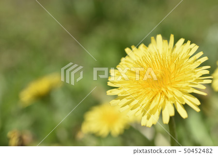 蒲公英 蒲公英 50452482