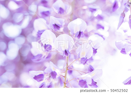  紫藤花 50452502
