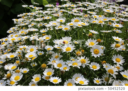 Spring flower  50452520