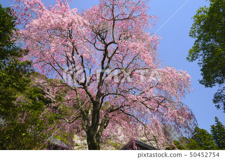 Drooping cherry tree 50452754