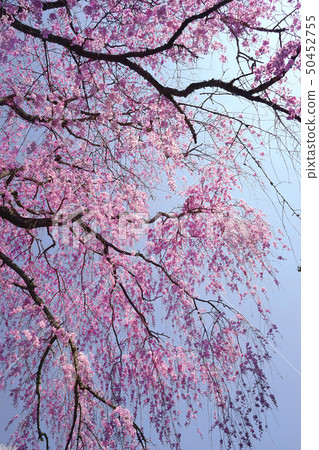 Drooping cherry tree 50452755