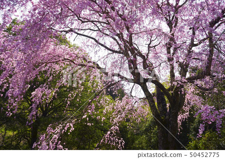 Drooping cherry tree Drooping cherry tree 50452775