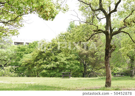 新鮮的綠色公園 50452878