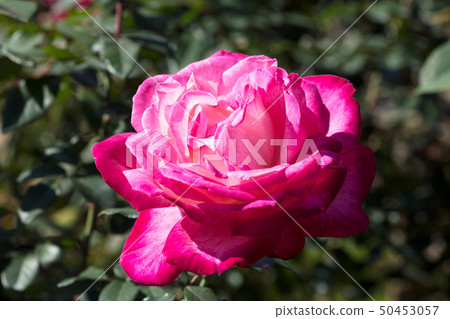 玫瑰 玫瑰 50453057