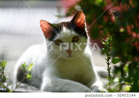 可愛的白色貓 50453144