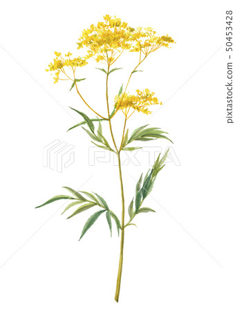 女性花ominaeshi 女性花ominaeshi 50453428