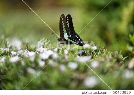 Visiting flowers of Aossia 50453939