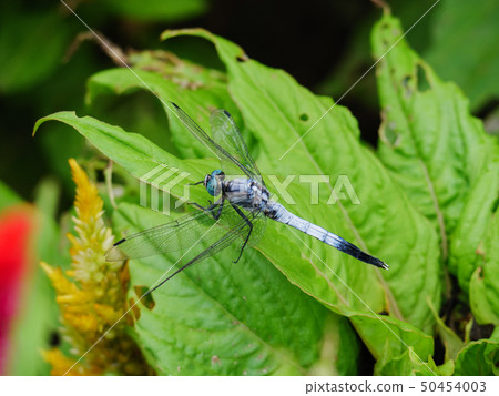 鹽卡拉通博 鹽卡拉通博 50454003