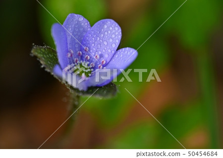 Spring flower. Beautiful blooming first small 50454684