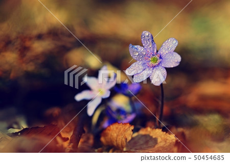 Spring flower. Beautiful blooming first small Spring flower. Beautiful blooming first small 50454685