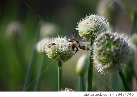 Multiple bees and weifts Multiple bees and weifts 50454740