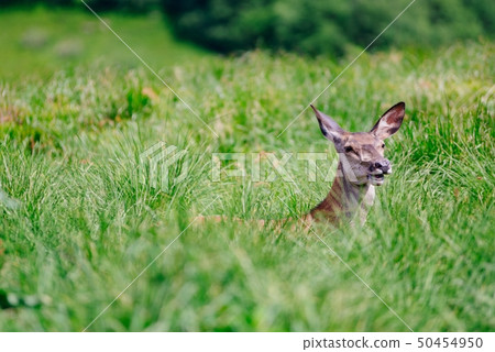 Doe female in grass. Doe female in grass. 50454950