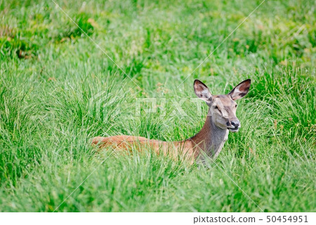 Doe female in grass. Doe female in grass. 50454951