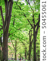 一個清新的樹林 50455061