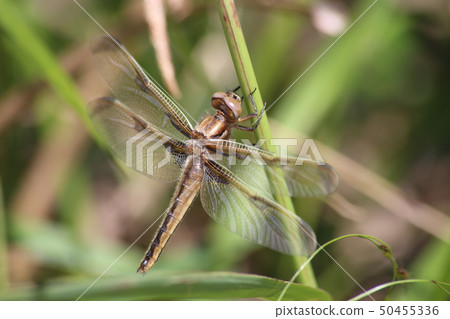 Bekko蜻蜓 50455336