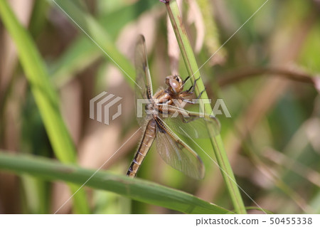 Bekko dragonfly 50455338