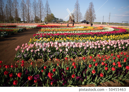 Akebono Mountain Agricultural Park Landscape with Tulips 50455463