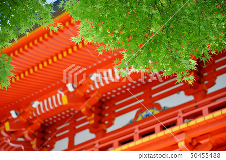 Fresh green blue maple and scarlet Omi-jingu tower Fresh green blue maple and scarlet Omi-jingu tower 50455488