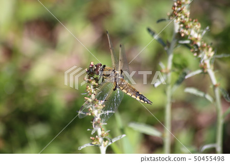 Ladybug Ladybug 50455498