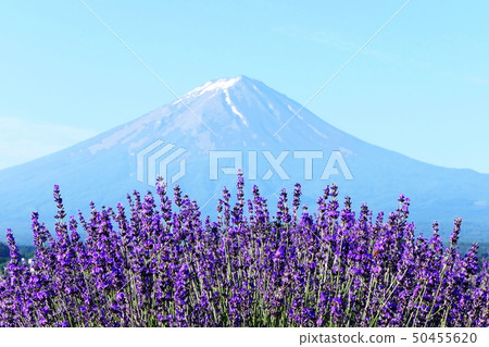 富士山和薰衣草 50455620