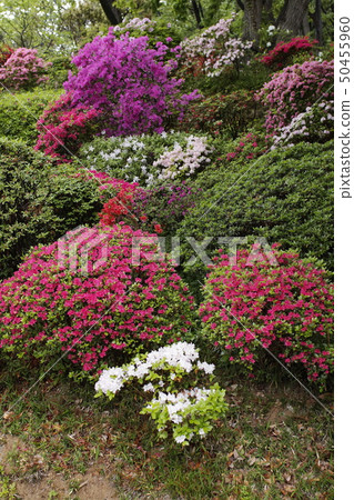 Azalea of the Imperial Palace 50455960