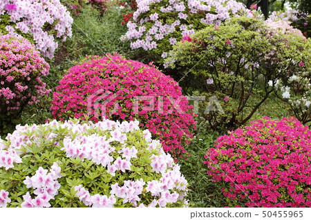 皇宮的杜鵑花 皇宮的杜鵑花 50455965