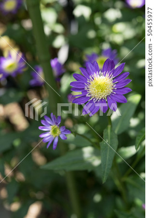 Miyako Wasure 50455977