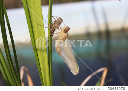 內蒙古的出現 50455978