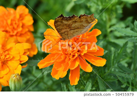 Photograph taken with orange marigold flower and butterfly (Kitetaha) close up 50455979
