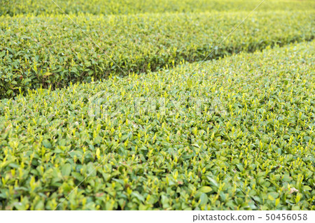 Tea plantation image 50456058