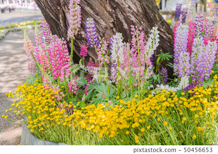 Lupine (Novolifuji), Margaret, pink flowers Lupine (Novolifuji), Margaret, pink flowers 50456653