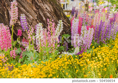 Lupine (Novolifuji), Margaret, pink flowers Lupine (Novolifuji), Margaret, pink flowers 50456654