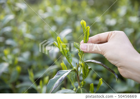 Tea plantation image 50456669