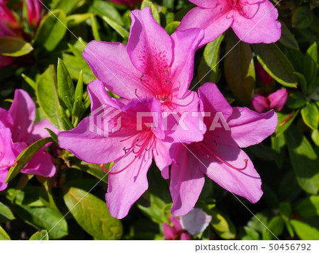 Satsuki Flower Uzuki Satsuki Flower Uzuki 50456792