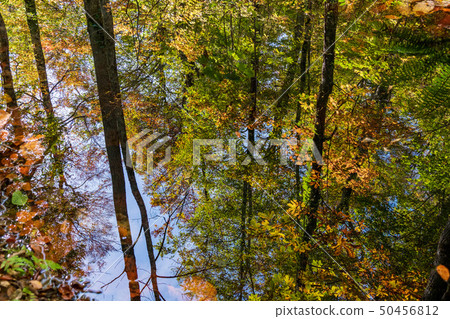 Autumn forest Yoshiyama Autumn forest Yoshiyama 50456812