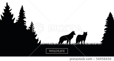 two wildlife wolves silhouette in the forest on the meadow black and white 50456830