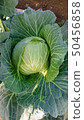 Spring cabbage 50456858