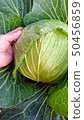 Cabbage Harvest 50456859