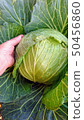Cabbage Harvest 50456860