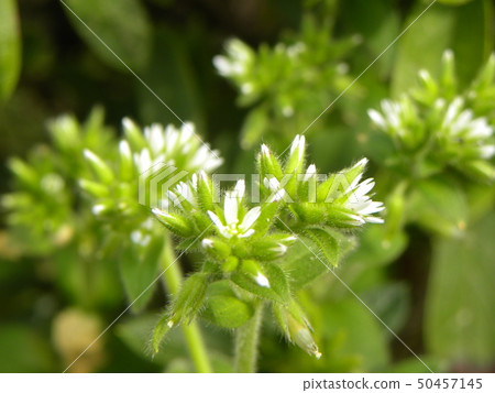 春天野草荷蘭mimingusa白花 春天野草荷蘭mimingusa白花 50457145