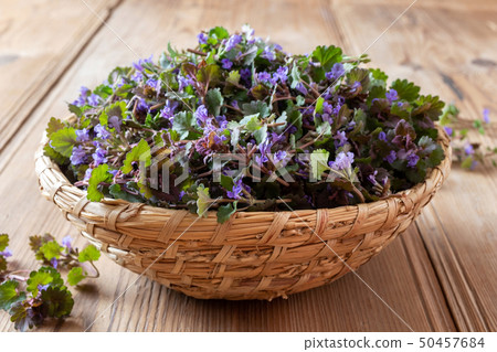 Fresh ground-ivy twigs in a basket on a table Fresh ground-ivy twigs in a basket on a table 50457684