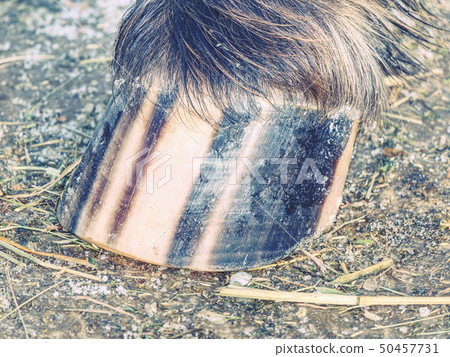Striped hoof of brown dotted ponny horse, detail Striped hoof of brown dotted ponny horse, detail 50457731