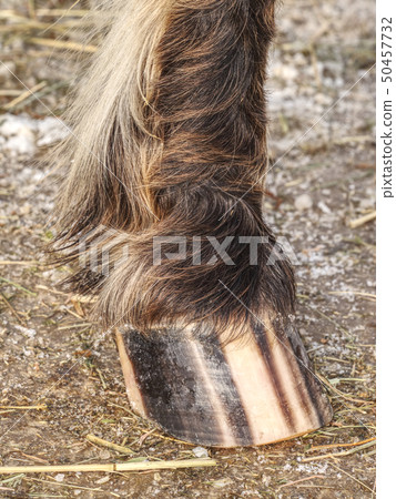 Striped hoof of brown dotted ponny horse, detail Striped hoof of brown dotted ponny horse, detail 50457732