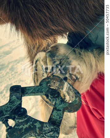 Farrier trimming horse hoof with especial hoof 50457735