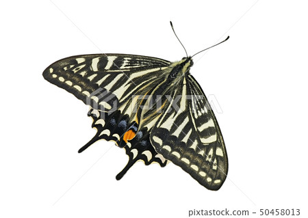 [Swallowtail butterfly] (depth synthesis) 50458013