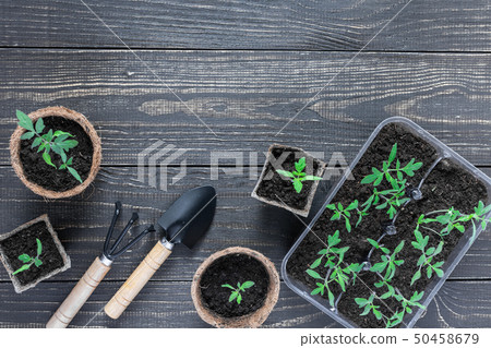 Eco friendly pots with seedlings 50458679