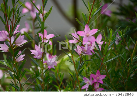 布（南十字）花 50458946